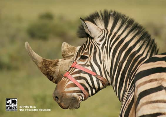 “Salvem os rinocerontes. Nada que nós façamos vai trazê-los de volta” Save the rhino, Stick, África do Sul.