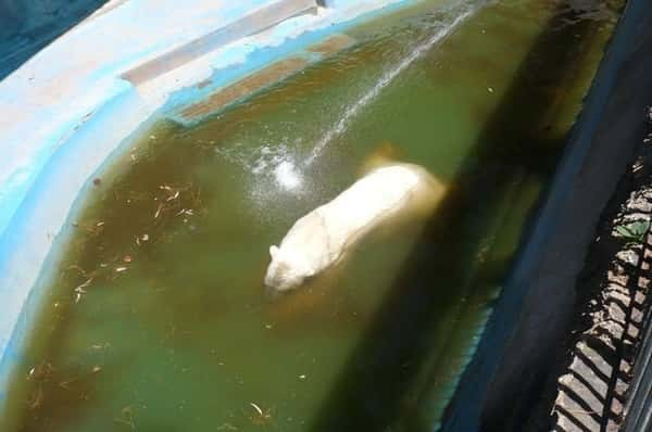 reprodução facebook Save Polar Bear Arthut