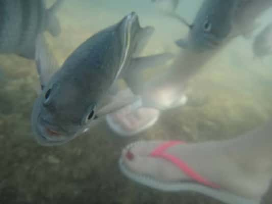 Embaixo d'água, Luiza Meuchi clicou seu pé e um peixe de Porto de Galinhas, Pernambuco