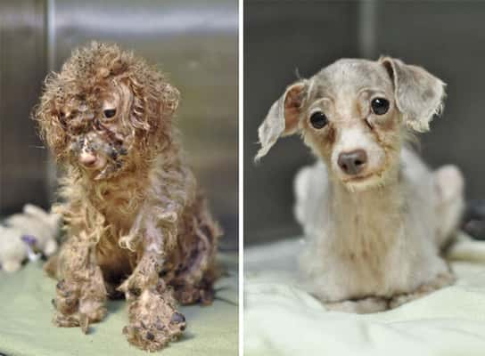 Betty foi abandonada e, depois de uma repaginada no visual, está em busca de um novo lar.