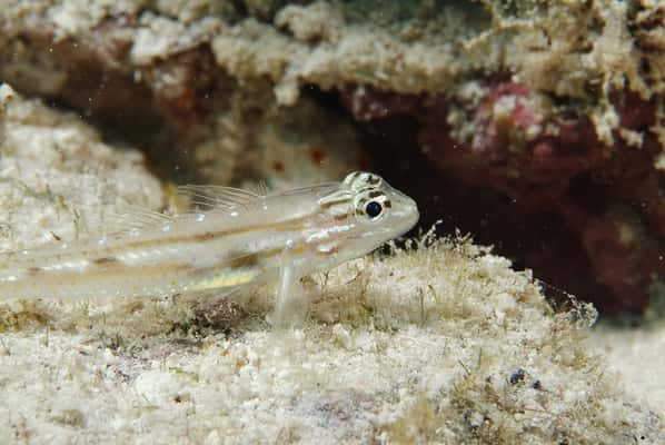 O Caboz transparente pode ser encontrado no Oceano Atlântico, no Mar Negro e no Mediterrâneo.