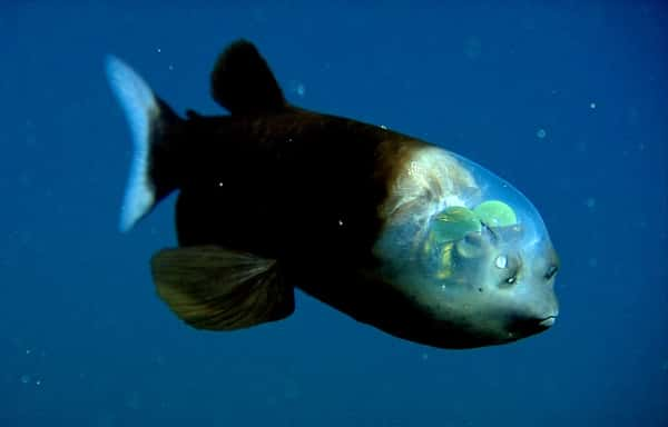 Macropinna microstoma é um peixe conhecido por 