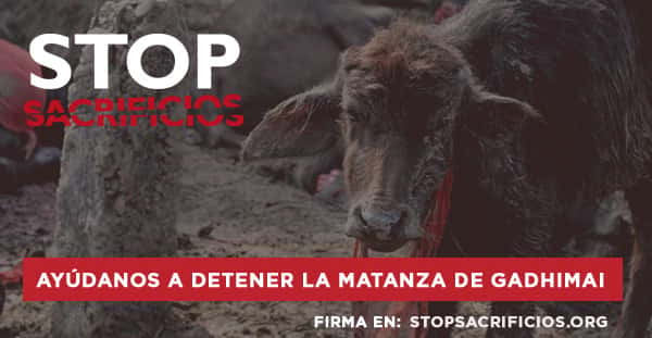 ONG Igualdade Animal realiza campanha contra chacina em festival religioso de Gadhimai
