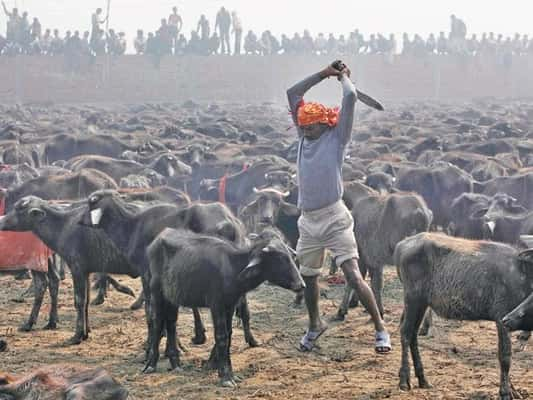 Culto acontece a cada cinco anos em região remota do Nepal - Foto:  ONG  Igualdade Animal 