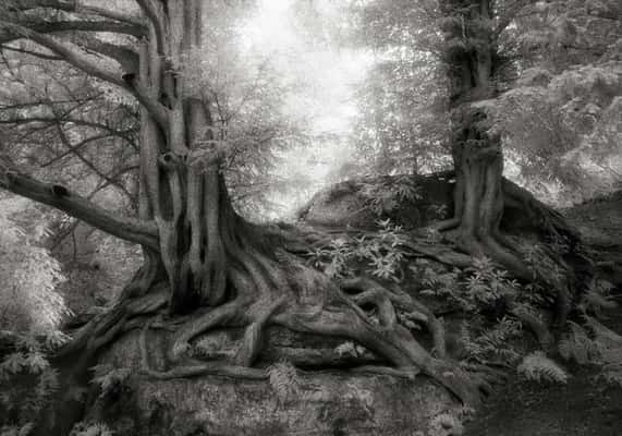 (Crédito: Beth Moon)