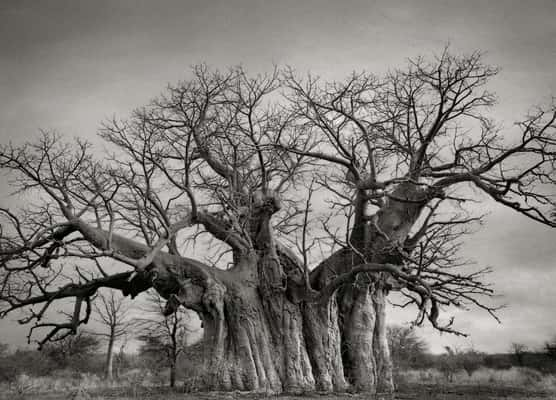 (Crédito: Beth Moon)