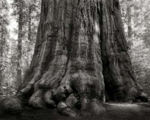 (Crédito: Beth Moon)