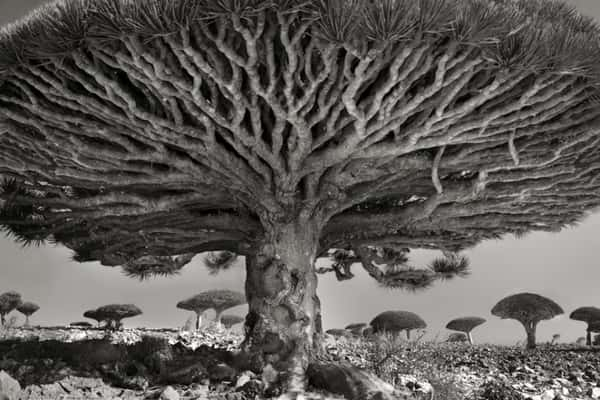 (Crédito: Beth Moon)