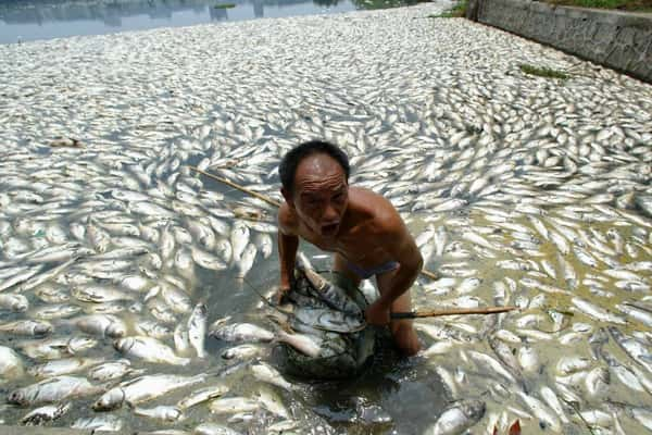 Peixes mortos em rio (Foto: Reuters)