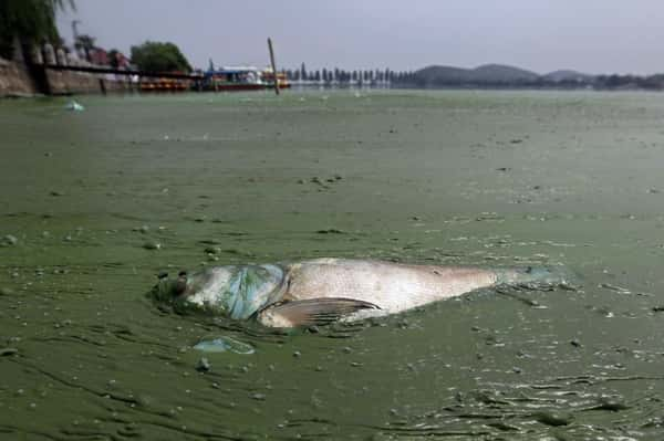 Peixe morto em rio (Foto: Reuters)