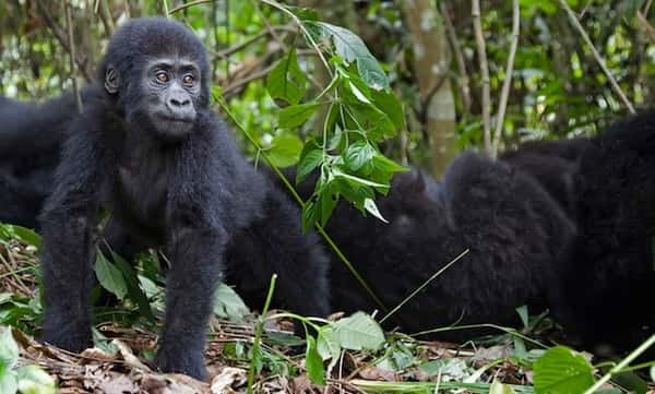 Restam menos de 900 gorilas-das-montanhas selvagens na África Central, e cerca de um terço deles são adultos. Foto: Shutterstock