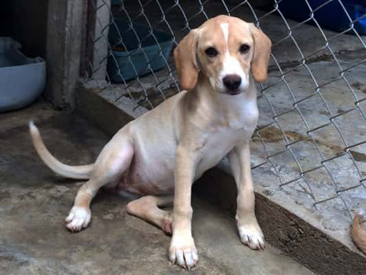 Teko é um filhote de aproximadamente 5 meses, dócil mas um pouco assustado. Se dá bem com outros animais e ficará de porte médio a grande. 