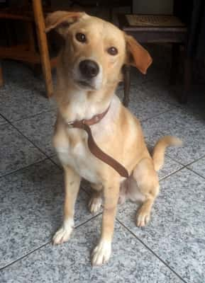 Oliver é um cão muito tranquilo, dócil e educado. Aprende truques (sentar, deitar) muito rápido e adora carinho. É de porte médio e se dá bem com outros animais.