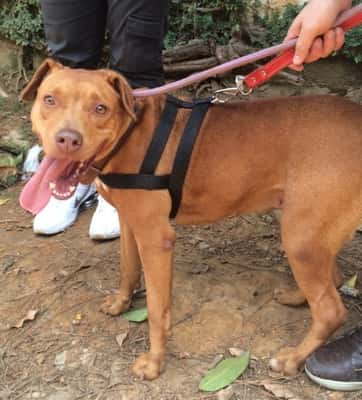 Pitty é uma Pitbull caramelo linda de aproximadamente 2 anos. Ela é muito dócil e carinhosa, adora passear e estar em companhia. Se dá muito bem com outros animais e seria perfeita para qualquer casa em que recebesse carinho. 