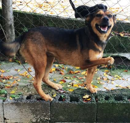 Feira de adoção contará com cerca de 20 cãezinhos à procura de um lar e a presença do artista Pedro Mariano 