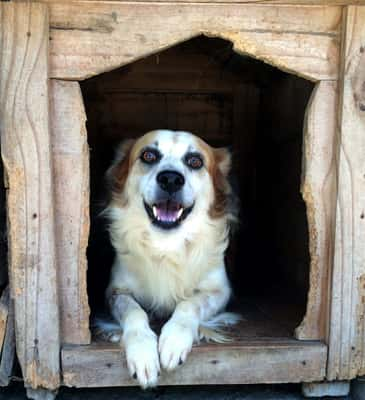 Daisy é uma cachorrinha muito linda e amorosa. É de porte médio e se dá bem com outros animais. 