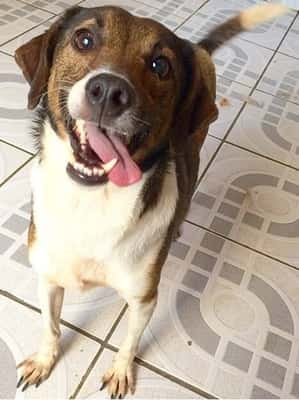 Foguinho é um menino muito alegre e amoroso. Adora passear e se dá muito bem com outros animais. Seria perfeito para qualquer casa que desse carinho para ele.