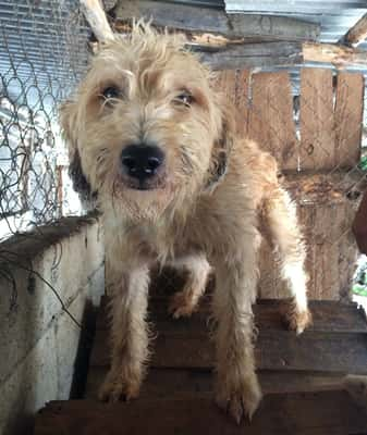 Fred é um cão muito dócil e tranquilo. É de porte pequeno para médio e gosta de interagir com outros bichos. Leva ele para casa? 