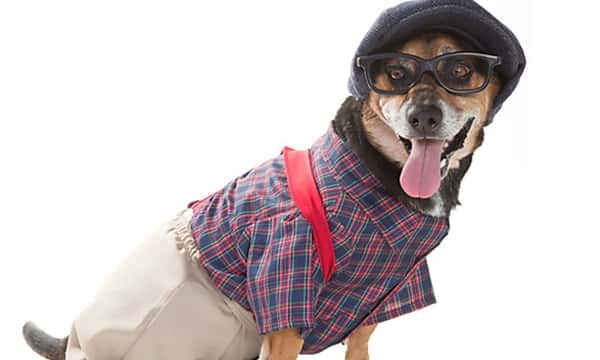 Cãezinhos que estão para adoção participam de ensaio