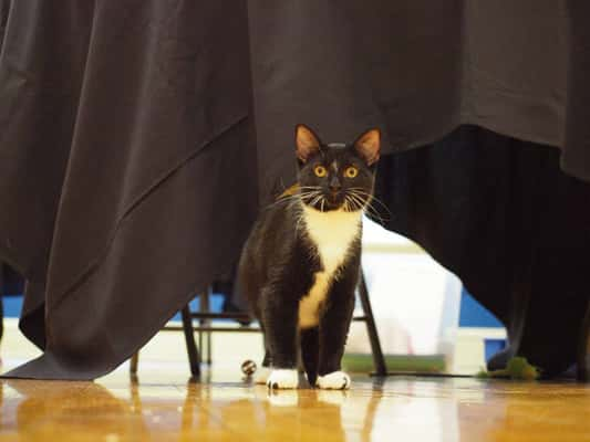 Durante a aula, os alunos praticam ioga ao lado de gatos (Homeward Bound Pet Shelter)