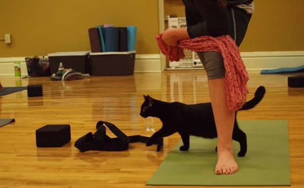 Durante a aula, os alunos praticam ioga ao lado de gatos (Homeward Bound Pet Shelter)