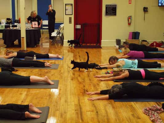 Durante a aula, os alunos praticam ioga ao lado de gatos (Homeward Bound Pet Shelter)