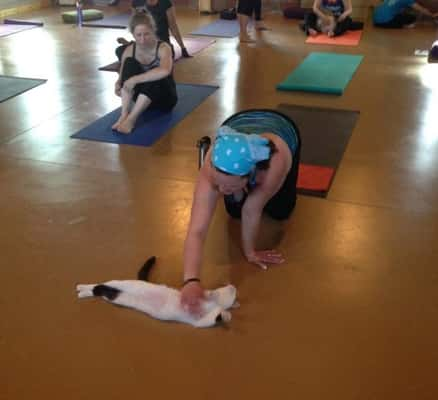 Durante a aula, os alunos praticam ioga ao lado de gatos (Homeward Bound Pet Shelter)