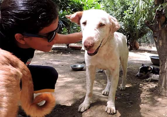 Os voluntários ajudaram o pequeno cão a se recuperar (Reprodução/Animal Aid Unlimited)