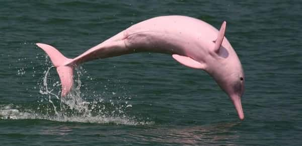 Golfinho cor-de-rosa é avistada nas águas dos Estados Unidos