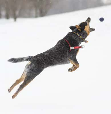 The Dogist / Elias Weiss Friedman