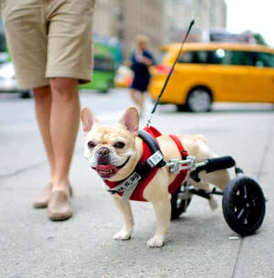 The Dogist / Elias Weiss Friedman