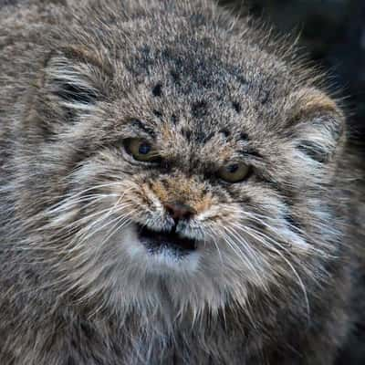 Manul é conhecido como um dos felinos mais expressivos do mundo - Foto: Reprodução