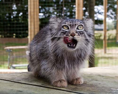 Manul é conhecido como um dos felinos mais expressivos do mundo - Foto: Reprodução