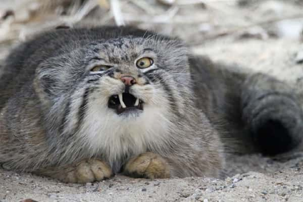 Manul é conhecido como um dos felinos mais expressivos do mundo - Foto: Reprodução