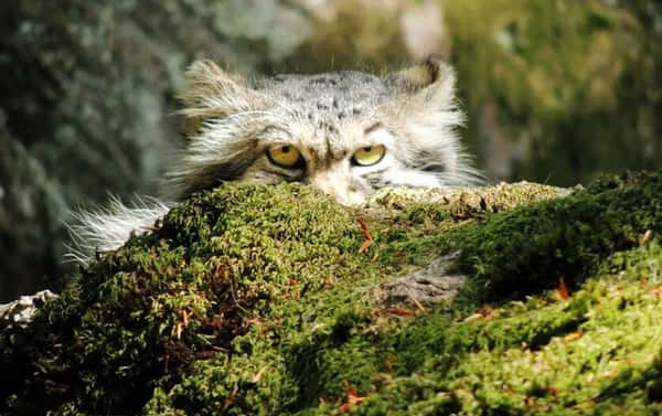 Manul é conhecido como um dos felinos mais expressivos do mundo - Foto: Reprodução