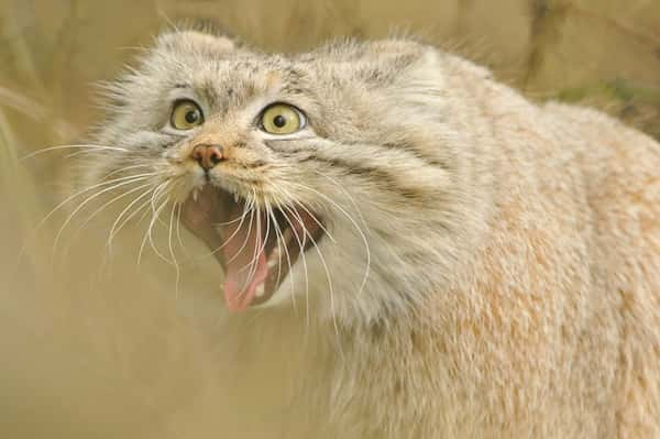 Manul é conhecido como um dos felinos mais expressivos do mundo - Foto: Reprodução