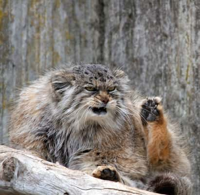 Manul é conhecido como um dos felinos mais expressivos do mundo - Foto: Reprodução