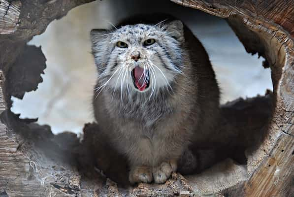 Manul é conhecido como um dos felinos mais expressivos do mundo - Foto: Reprodução