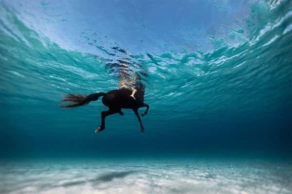 Imagens incríveis no fundo do mar