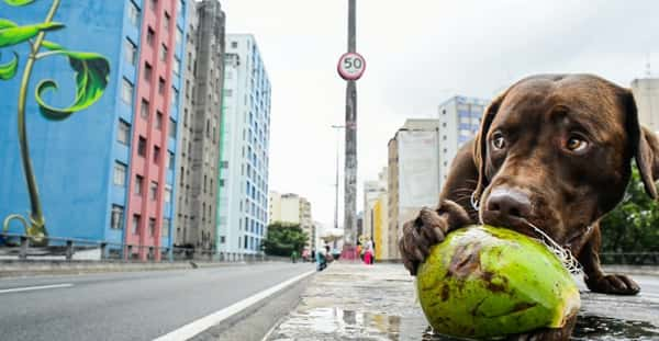 Minhocão é um espaço perfeito para passear com os cães - Fotos: Cris Berger