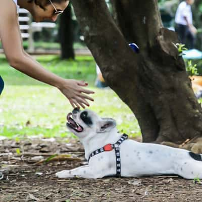 Parque Ibirapuera: para pets que gostam de ficar livres, leves e soltos  - Foto: Cris Berger