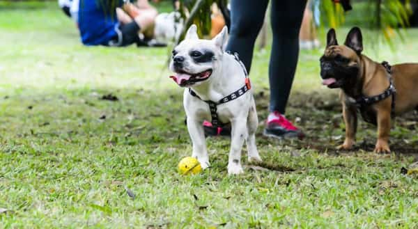 Parque Ibirapuera: para pets que gostam de ficar livres, leves e soltos  - Foto: Cris Berger