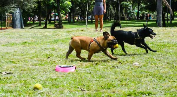 Parque Ibirapuera: para pets que gostam de ficar livres, leves e soltos  - Foto: Cris Berger