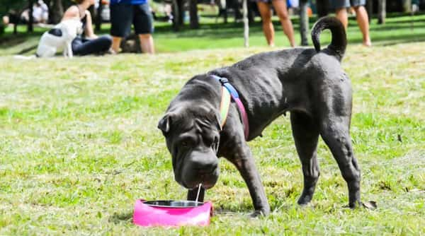 Parque Ibirapuera: para pets que gostam de ficar livres, leves e soltos  - Foto: Cris Berger