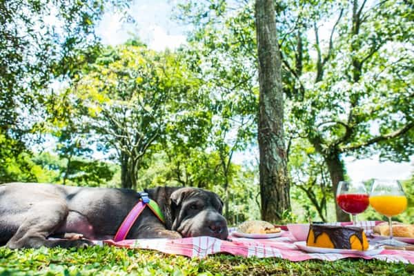 Parque Ibirapuera: para pets que gostam de ficar livres, leves e soltos  - Foto: Cris Berger