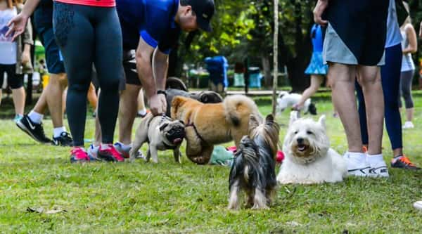 Parque Ibirapuera: para pets que gostam de ficar livres, leves e soltos  - Foto: Cris Berger