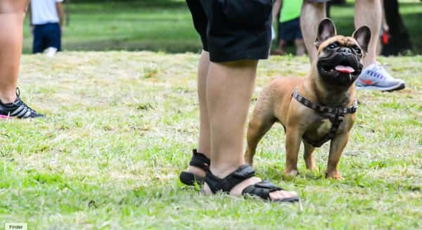 Parque Ibirapuera: para pets que gostam de ficar livres, leves e soltos  - Foto: Cris Berger