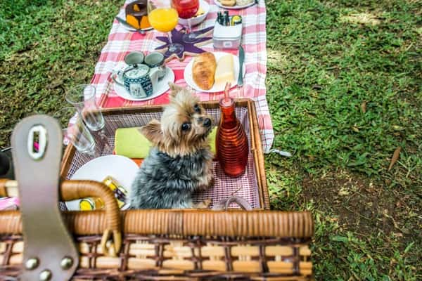 Parque Ibirapuera: para pets que gostam de ficar livres, leves e soltos  - Foto: Cris Berger