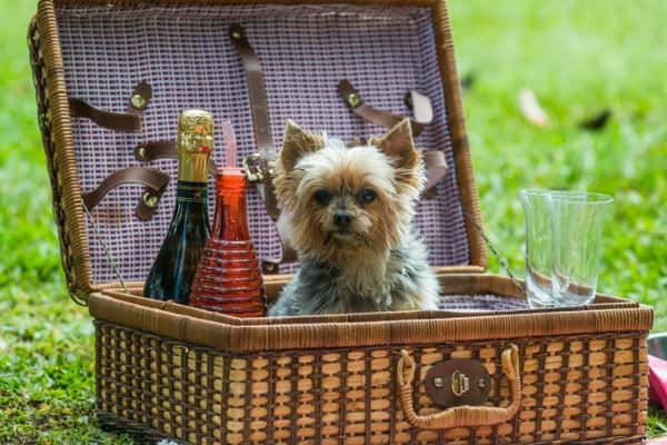 Parque Ibirapuera: para pets que gostam de ficar livres, leves e soltos  - Foto: Cris Berger