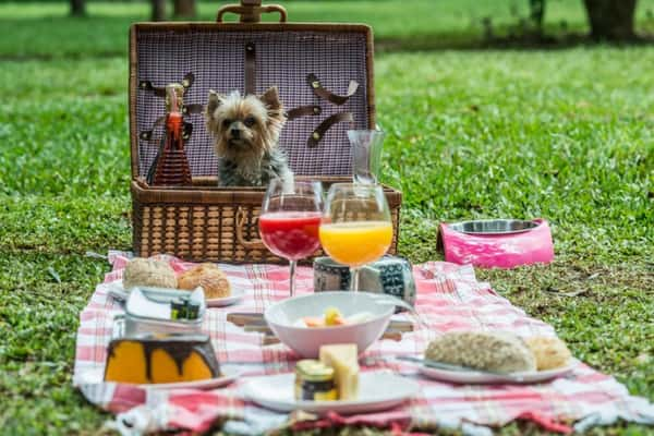 Parque Ibirapuera: para pets que gostam de ficar livres, leves e soltos  - Foto: Cris Berger